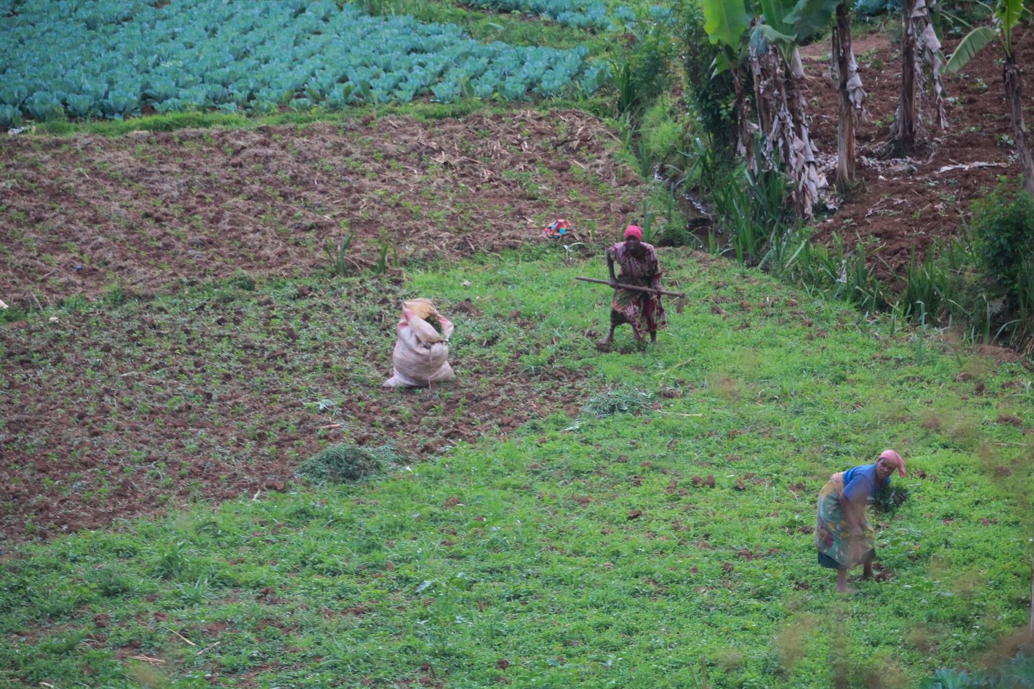 Working the lush fields of the Mazumbai Forest Reserve