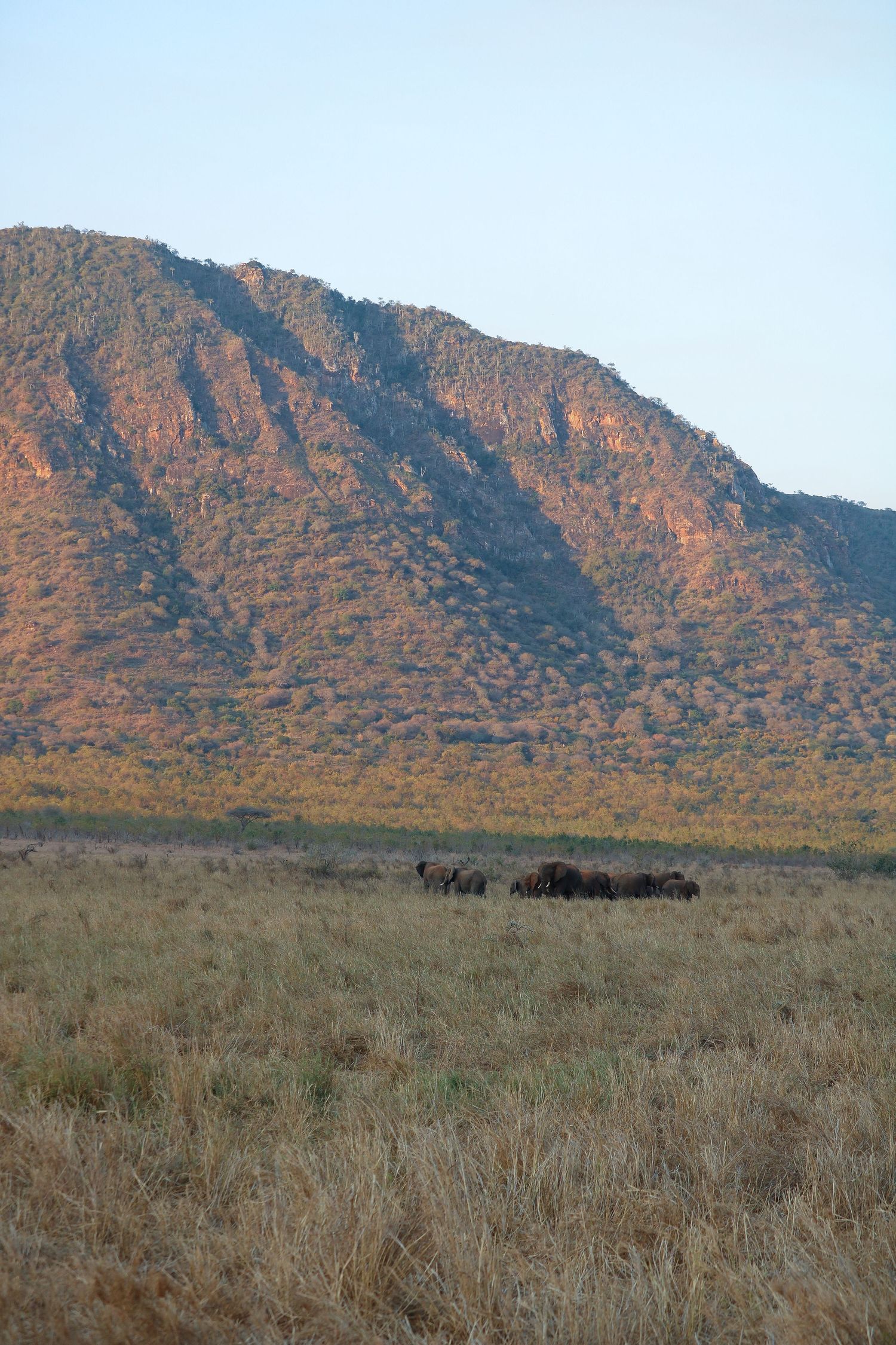 Elephants under a mountainous backdrop