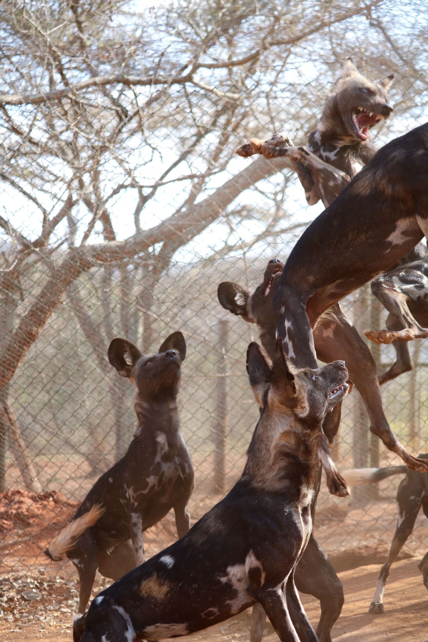 Dinnertime for the African wild dogs