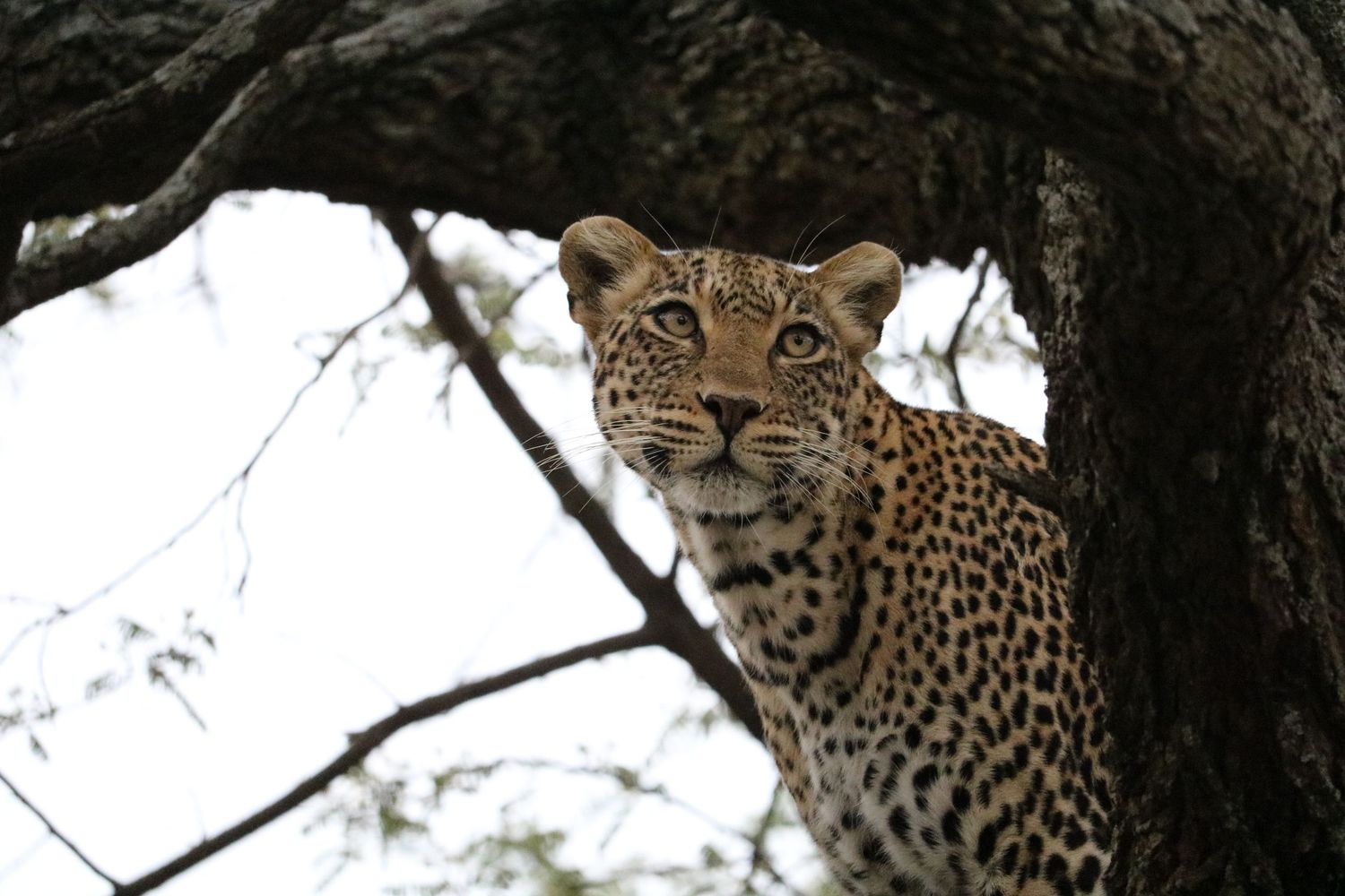 Queen of the jungle 3