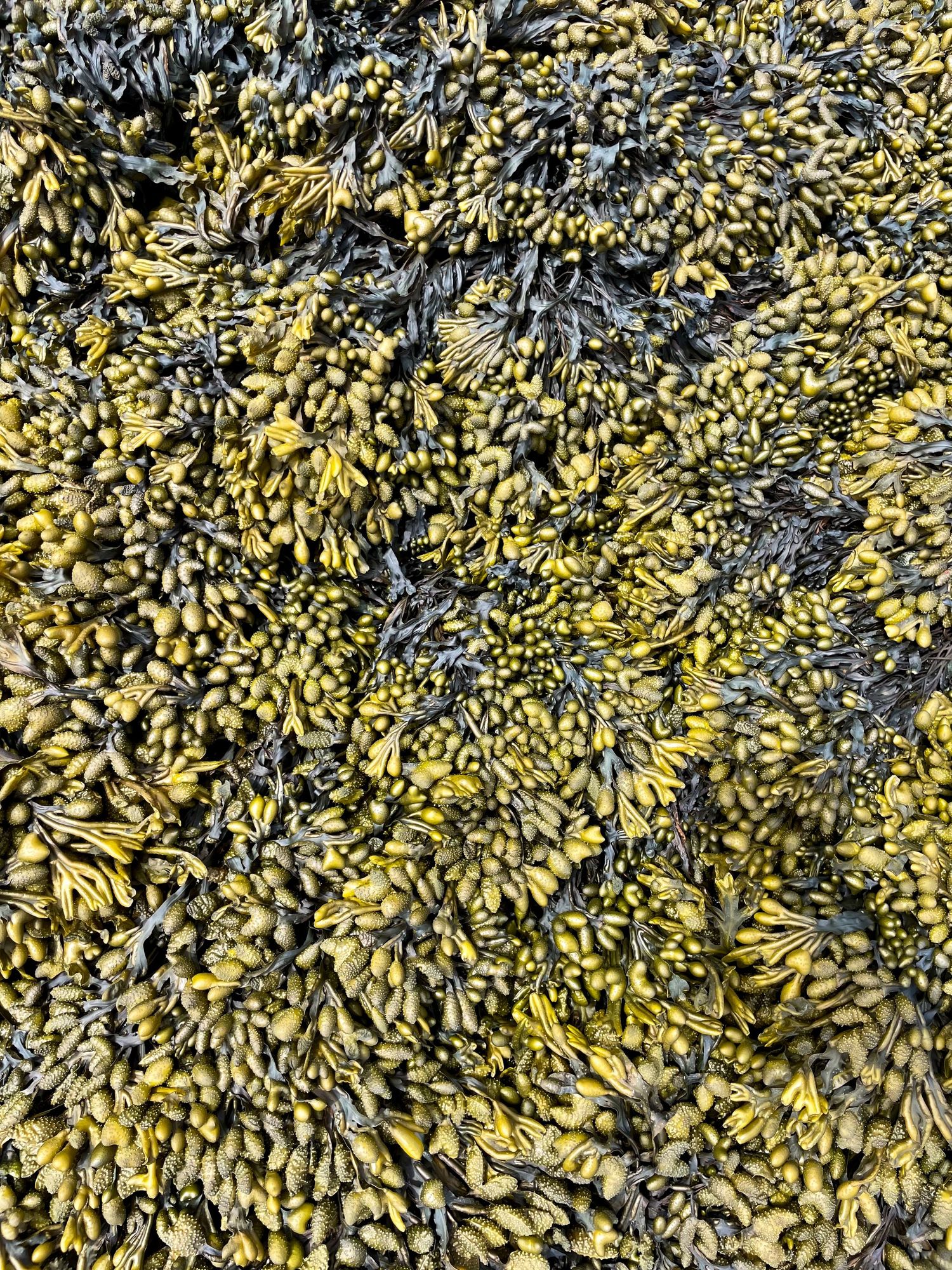 Seaweed