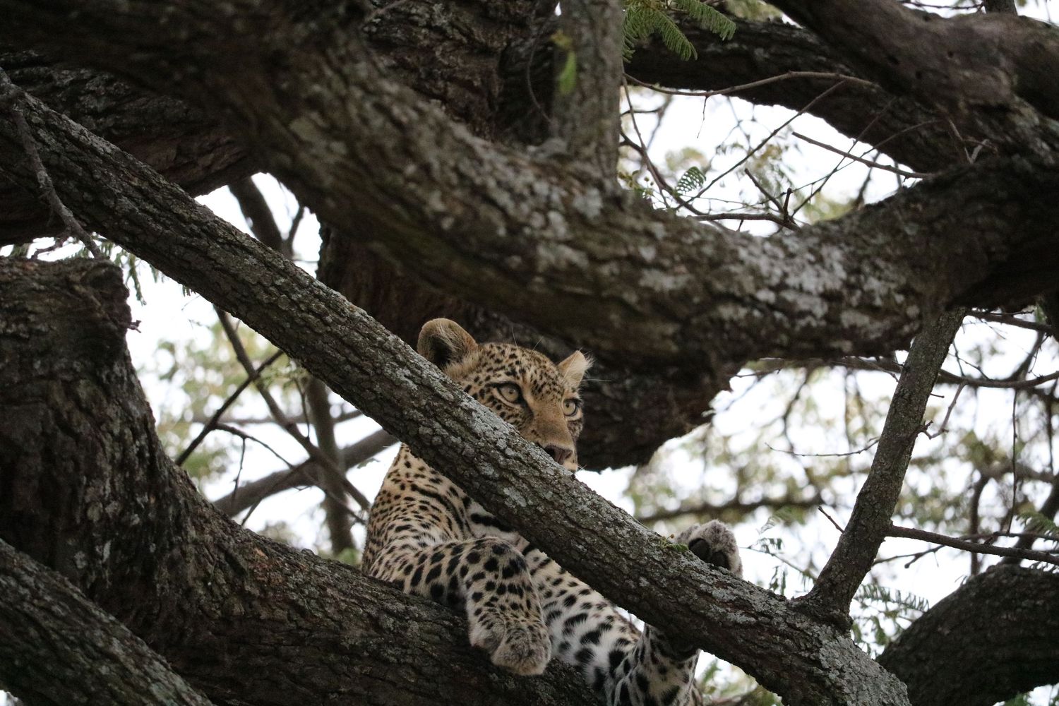 Queen of the jungle 2