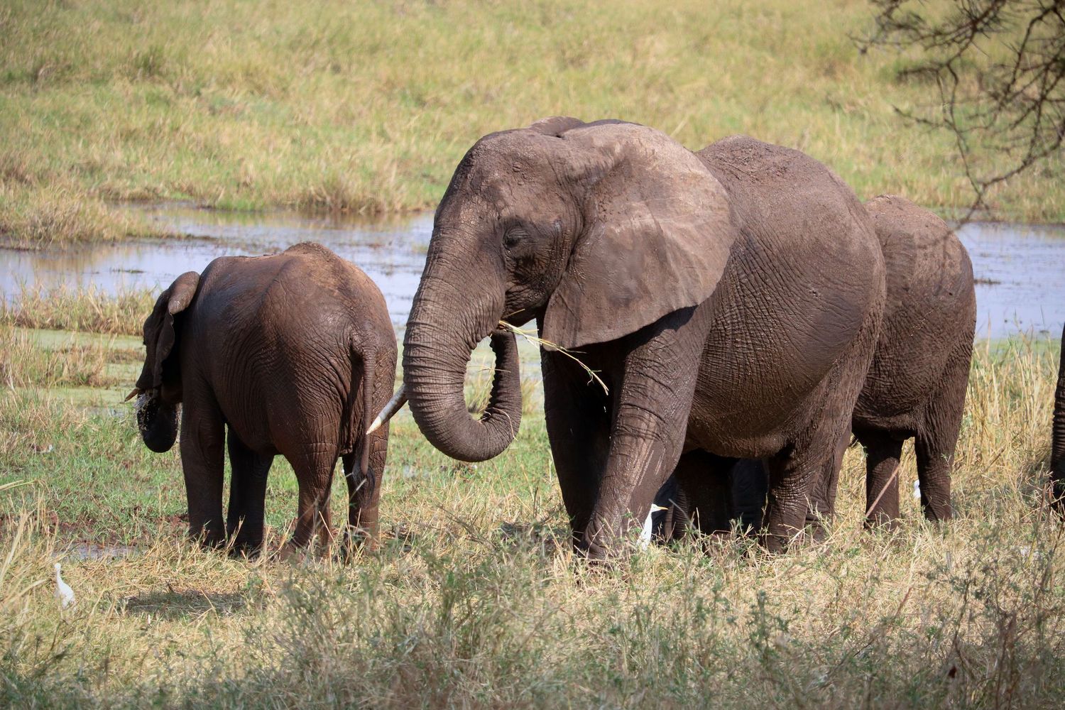 Elephant family