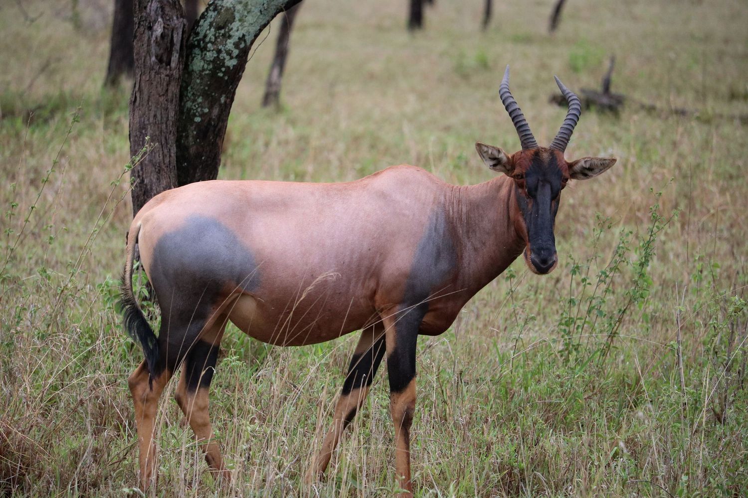 Hartebeest of the Serengeti