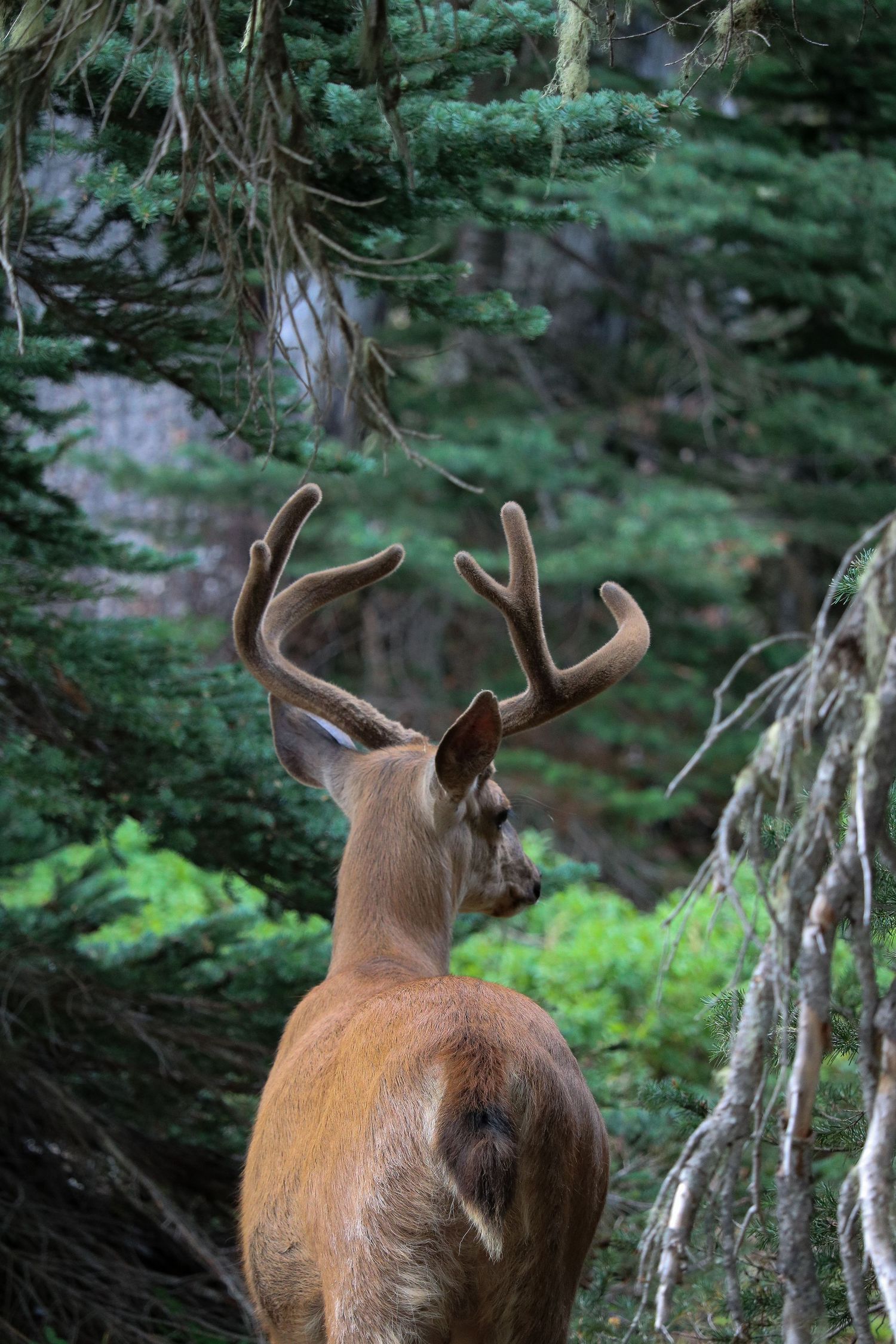 North Cascades National Park 2