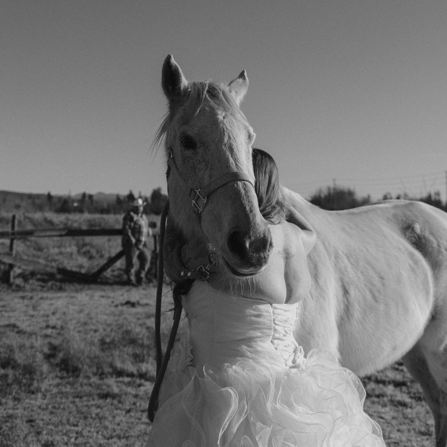 A sequence of black and white photographs showing a playful white horse rolling around in a field on its back.