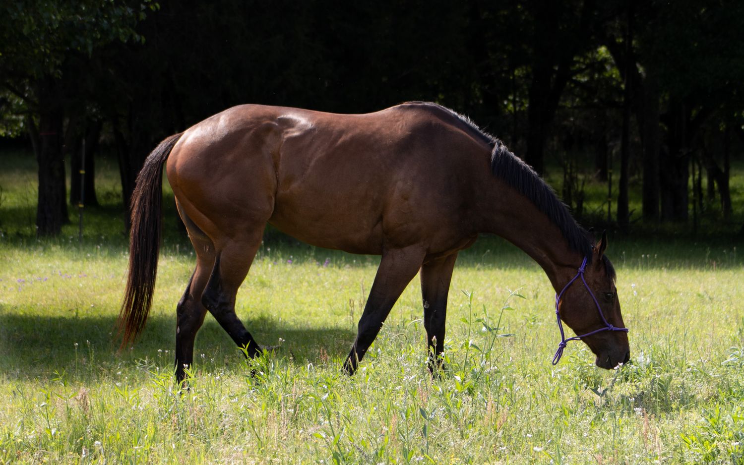 A brown horse grazes peacefully in a sunlit meadow with trees in the background.