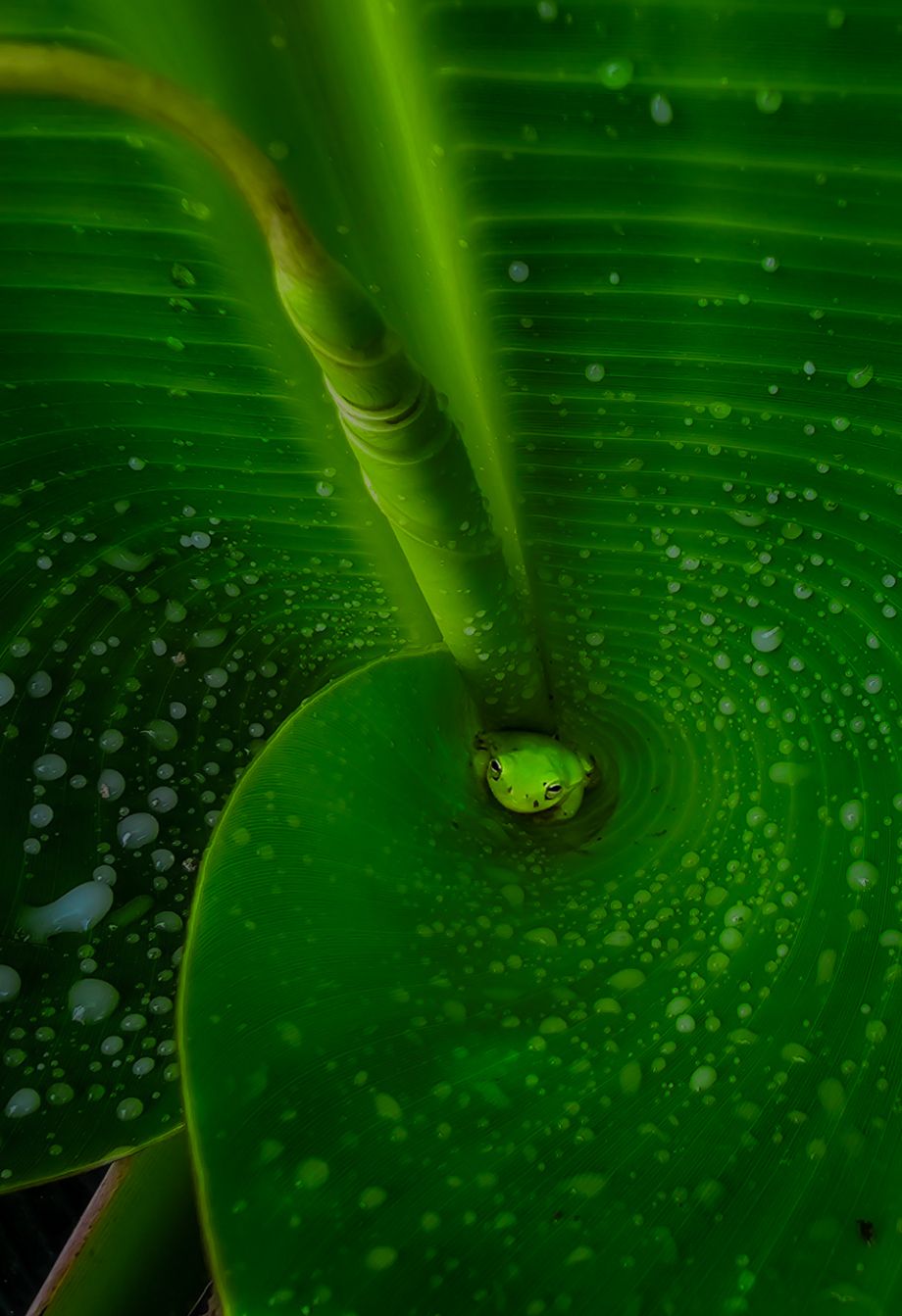 Tiny hiding tree frog amongst the curled leaves of a banana tree.