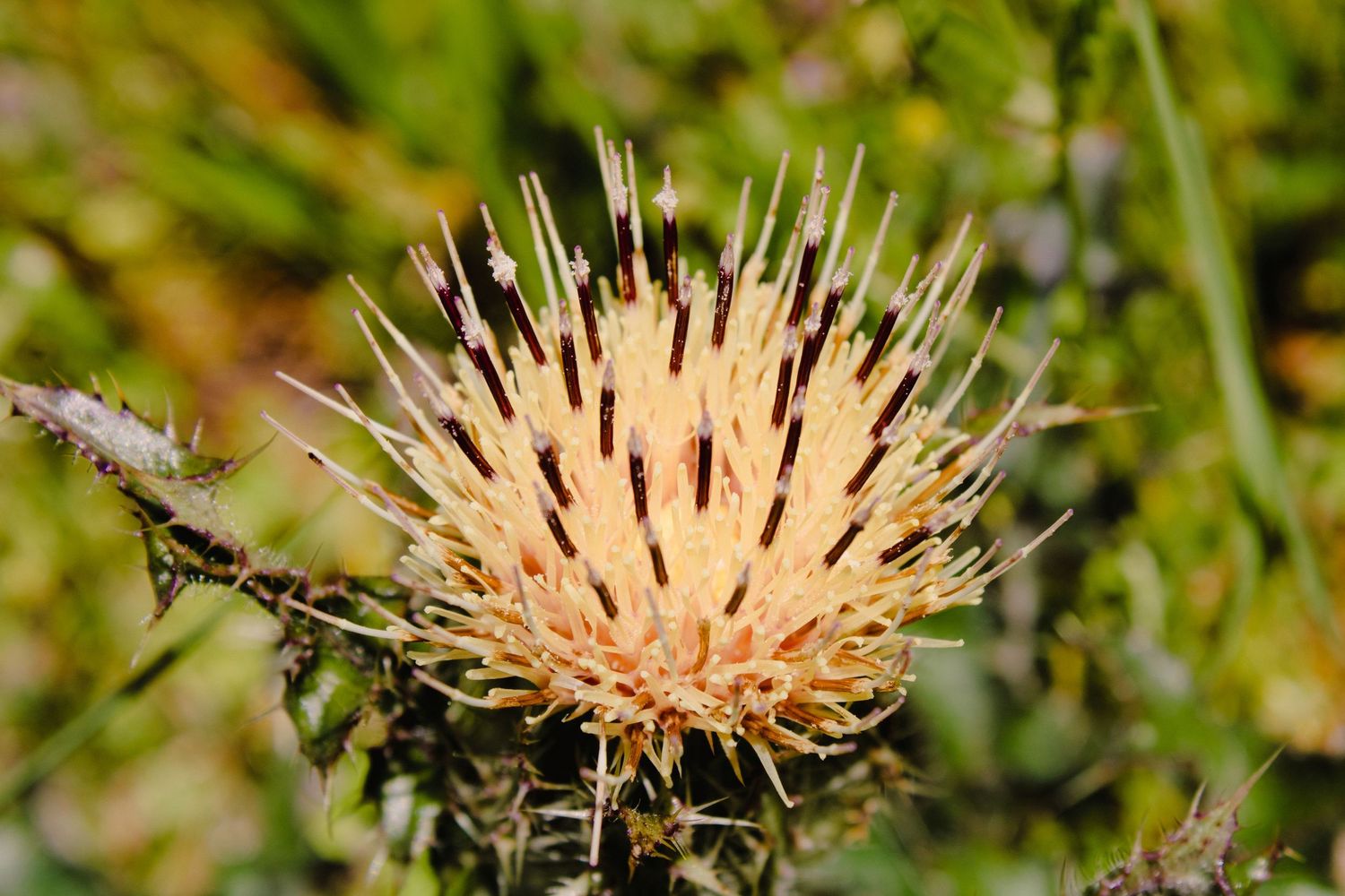 Dried round thistle flower head with spiky brown seeds against blurred green natural background.