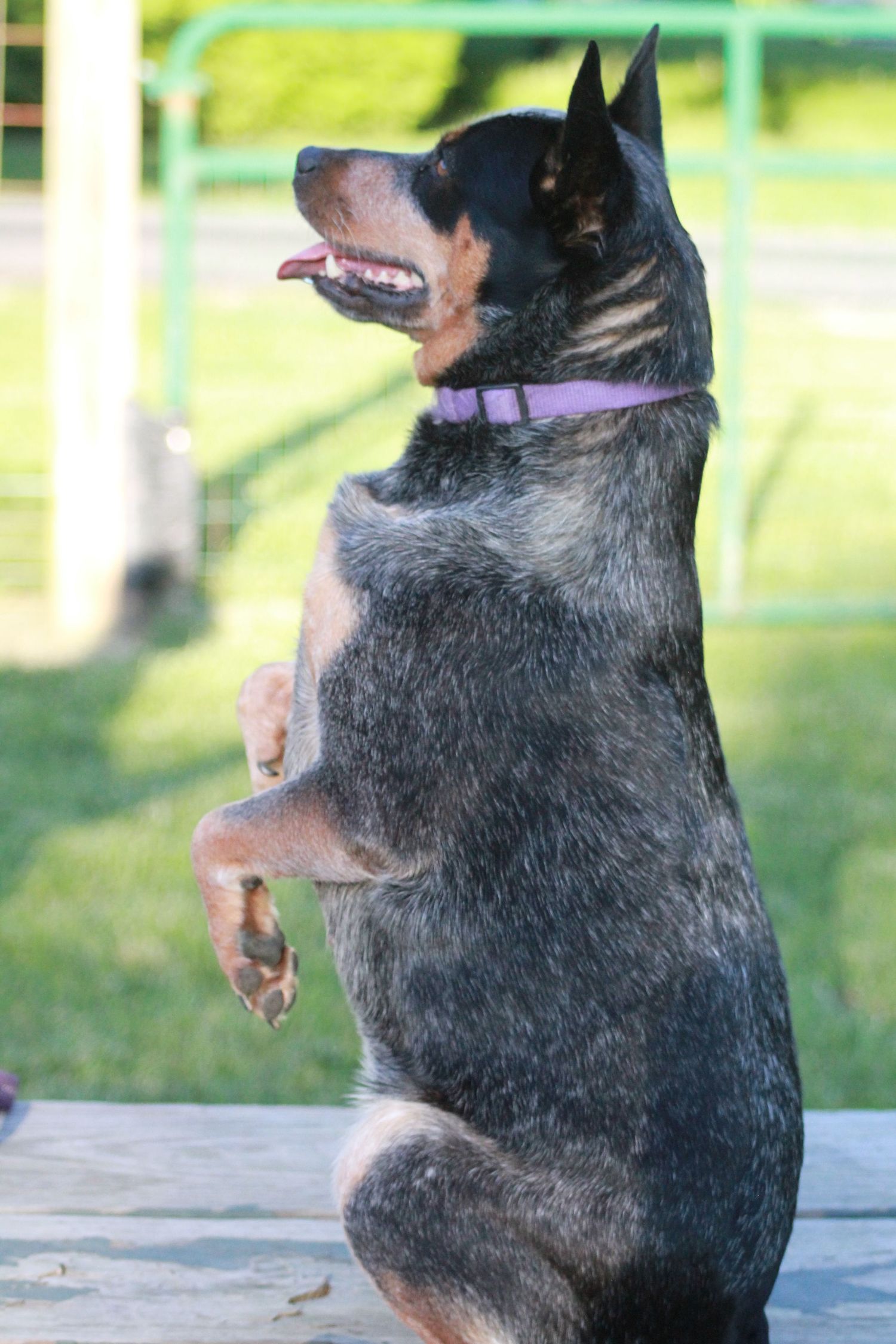 Australian cattle dog with black and gray fur stands on hind legs wearing a purple collar outdoors.