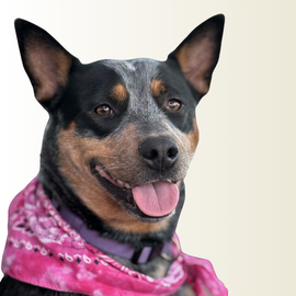Happy Australian cattle dog wearing a pink bandana smiles at camera with ears perked up.