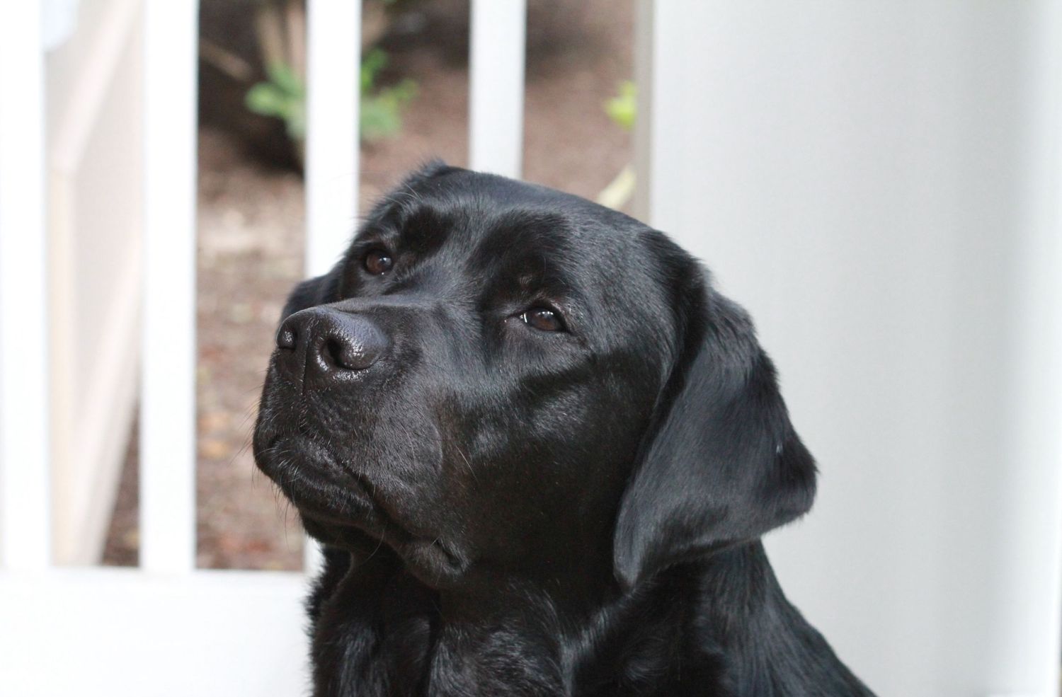 A black Labrador retriever with dark, soulful eyes gazes thoughtfully into the distance against a light background.