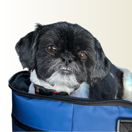 A black and white Shih Tzu dog peeks out from a blue travel carrier bag.