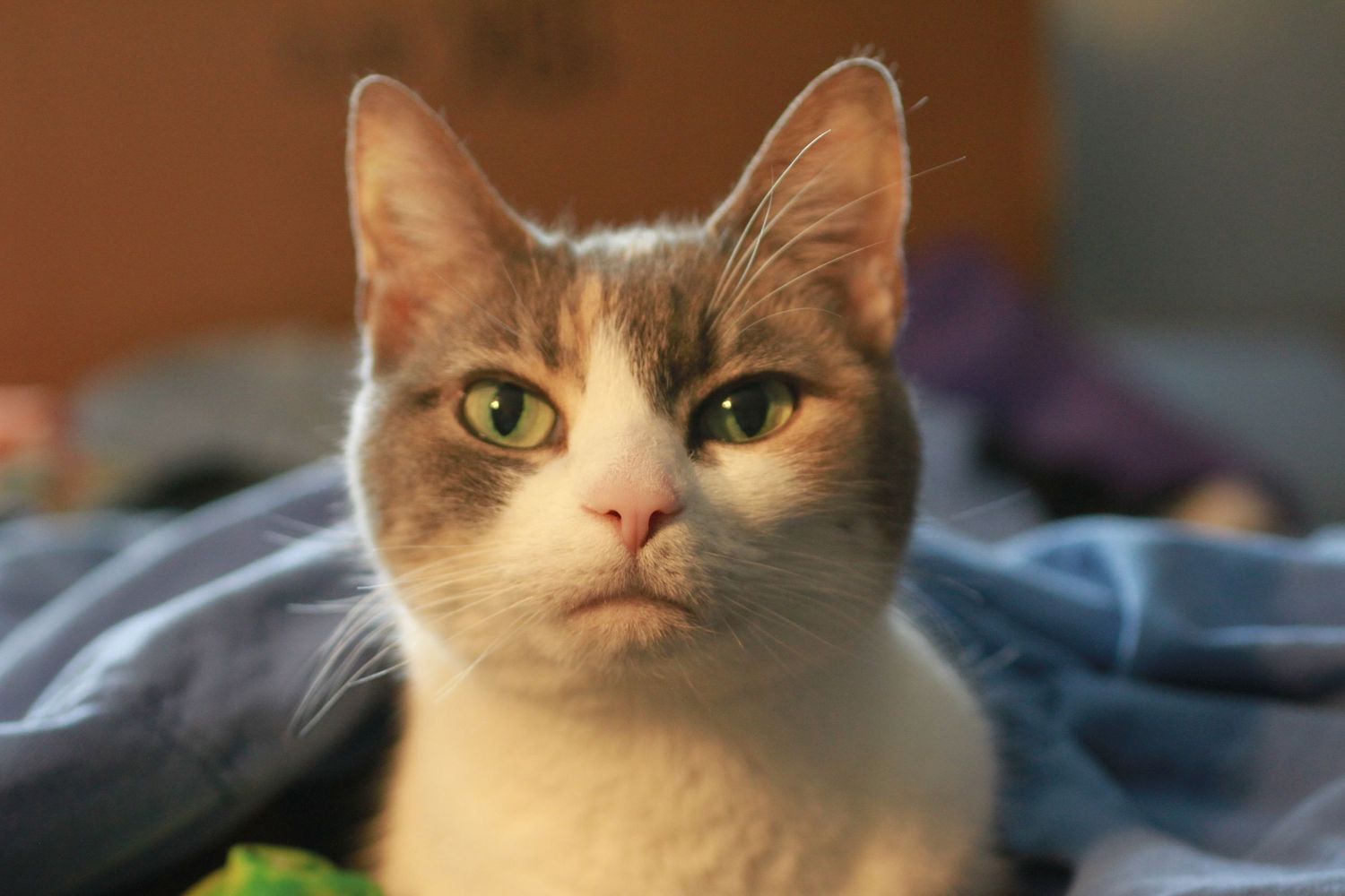 Close up of a calico cat with bright green eyes looking at camera against a blurry blue background.
