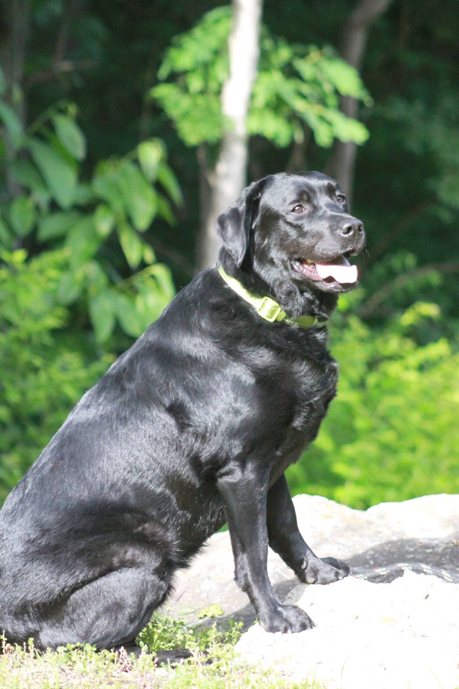 A black Labrador retriever with a bright yellow collar sits alertly on a rock surrounded by green foliage.