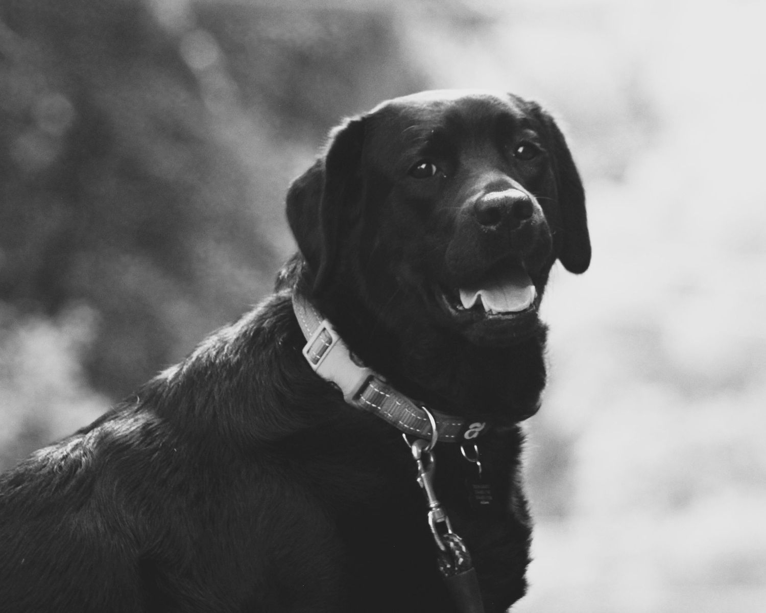 A black dog wearing a collar gazes upward in a dramatic black and white portrait with moody lighting.