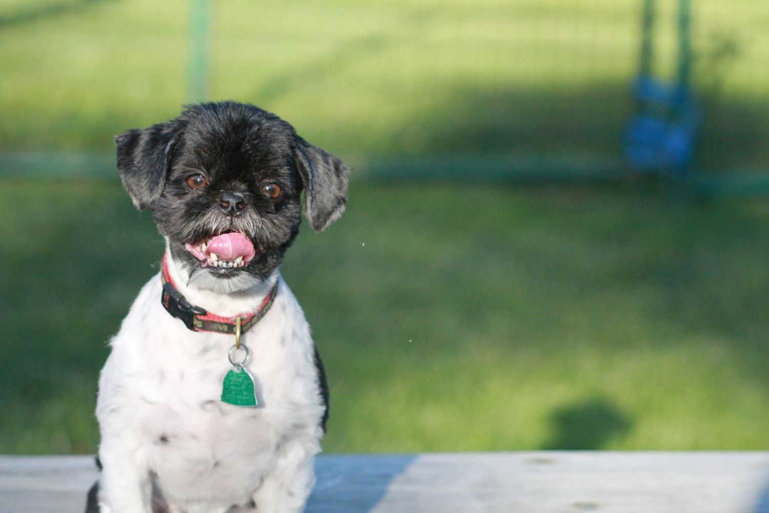 Happy black and white dog with tongue out sits outdoors on sunny day with blurred background.