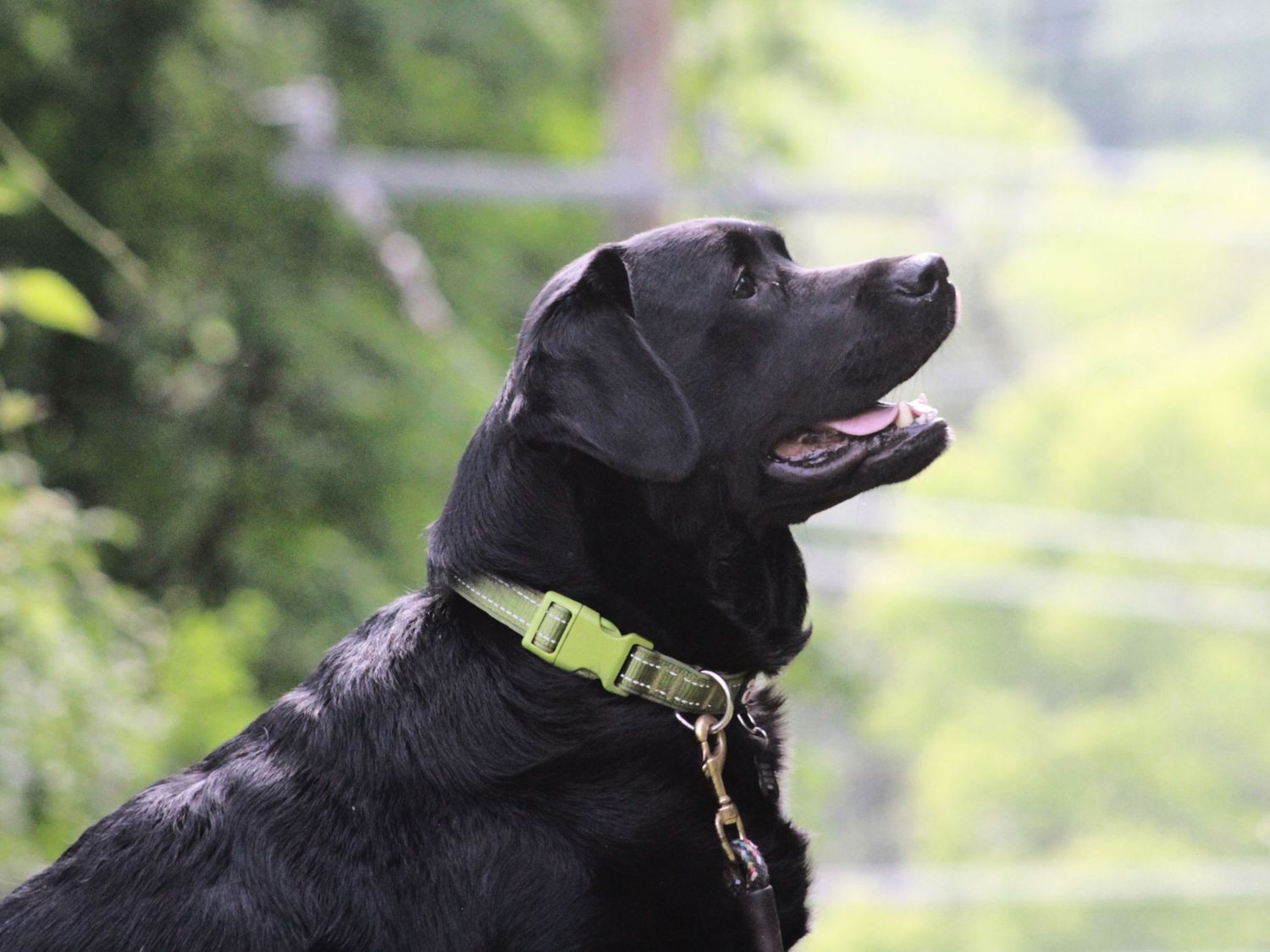 Black Labrador retriever with neon yellow collar looks up in profile against blurred green outdoor background.