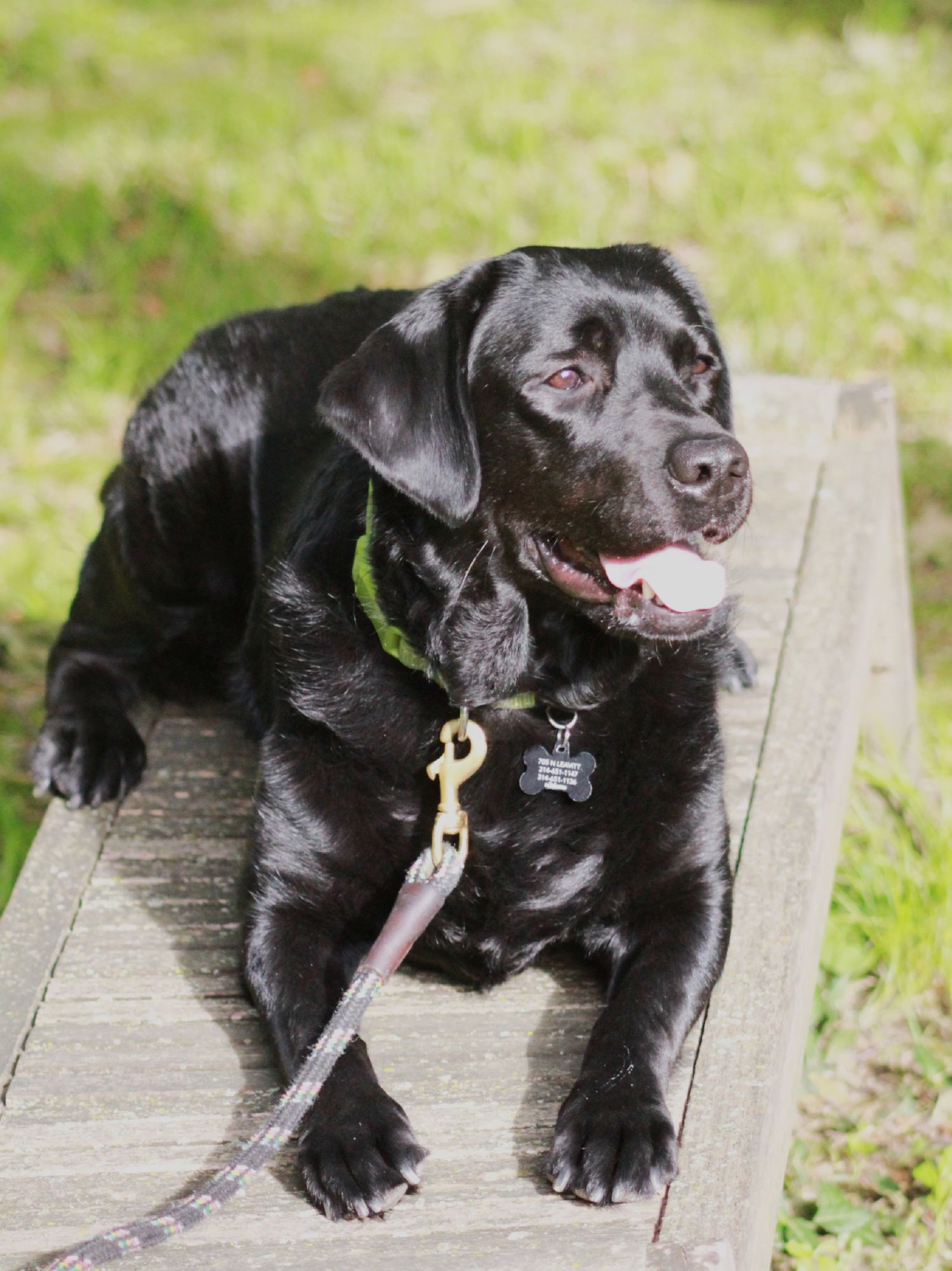 A black Labrador dog lounges on a wooden deck while sticking its tongue out playfully on a sunny day.