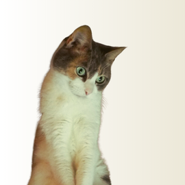 A brown and white cat with green eyes tilts its head inquisitively against a plain white background.