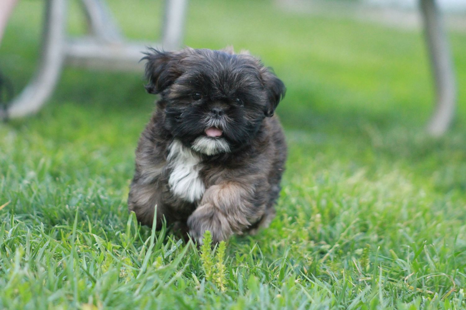 An adorable black and white Shih Tzu puppy running through green grass with a happy expression.