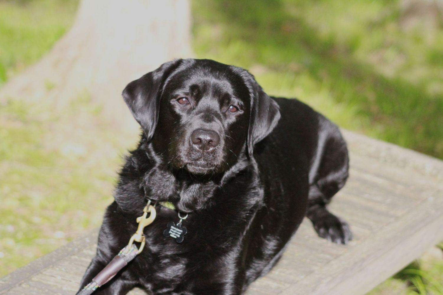 A black Labrador wearing a collar and harness lies contentedly on a bench in an outdoor setting.