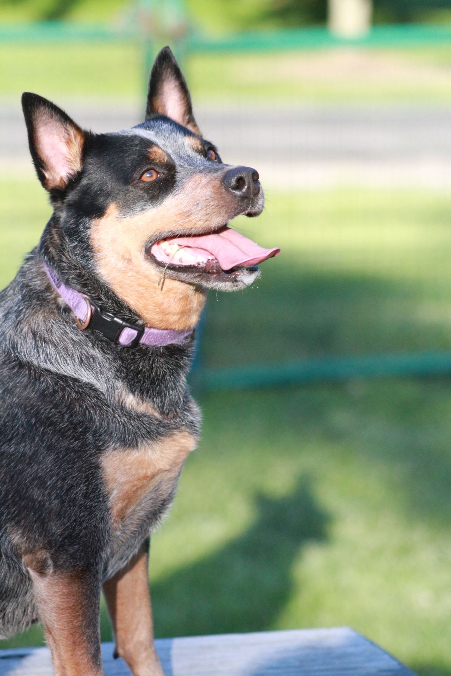 Happy Australian Cattle Dog with tan markings stands on platform outdoors wearing purple collar with mouth open and alert ears.