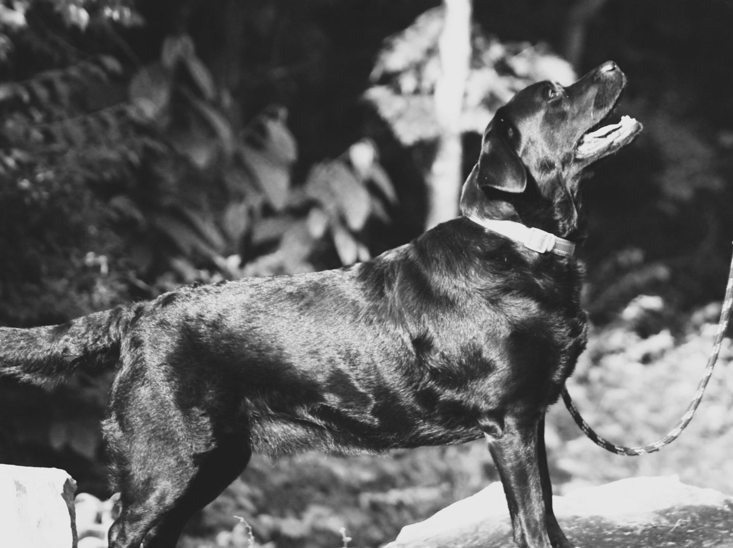 A vintage black and white photograph shows a profile view of an expressive Labrador Retriever dog looking upward.