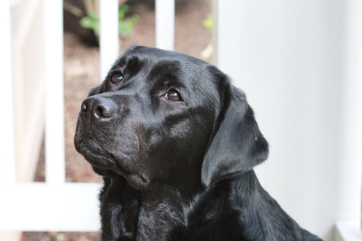 A black Labrador retriever with a gentle expression gazes upward in a close-up portrait against a blurred background.