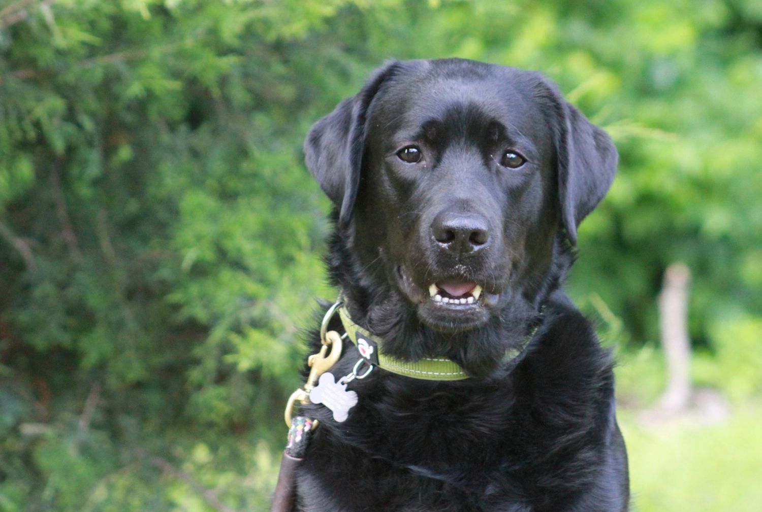A black Labrador retriever with bright eyes and a green collar poses outdoors against a blurred natural background.