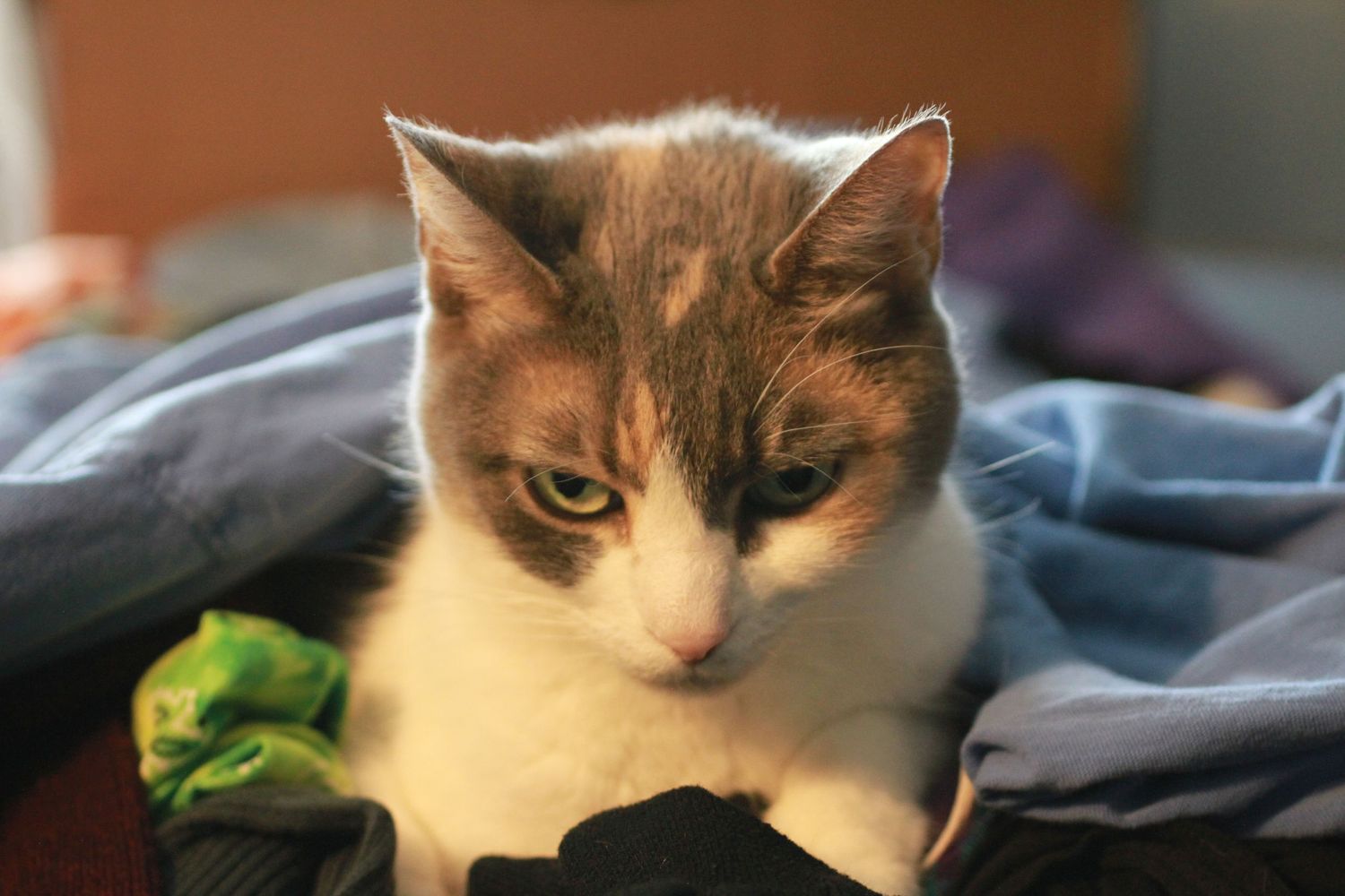 A white and brown calico cat rests on blue bedding with soft focus lighting and a contemplative expression.