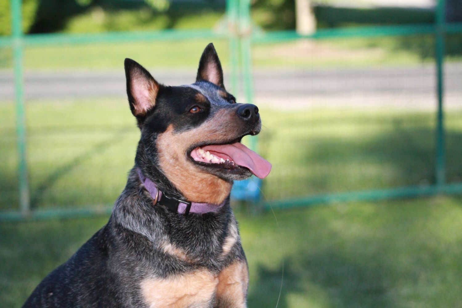 Australian cattle dog with black and tan markings gazes upward with a happy expression and tongue out in sunny backyard.