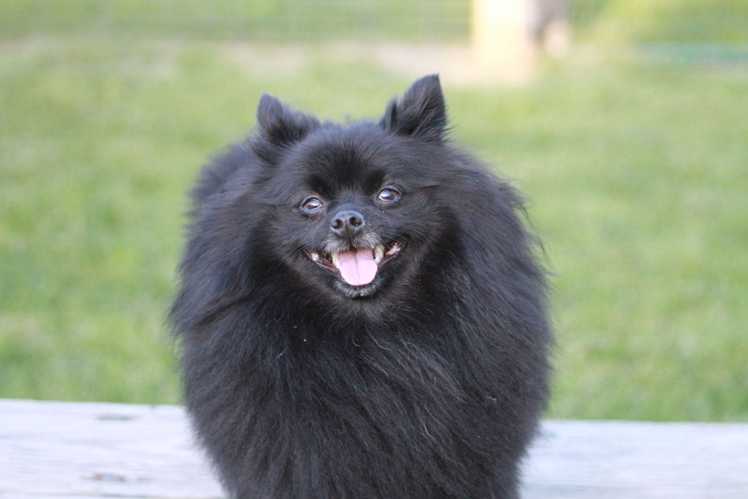 A fluffy black Pomeranian dog smiles happily while sitting outdoors on a sunny day.
