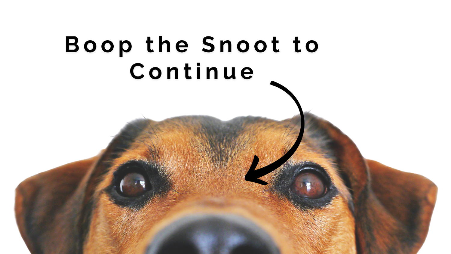 Close up view of a curious dog's face peeking from bottom of frame with instructions to 