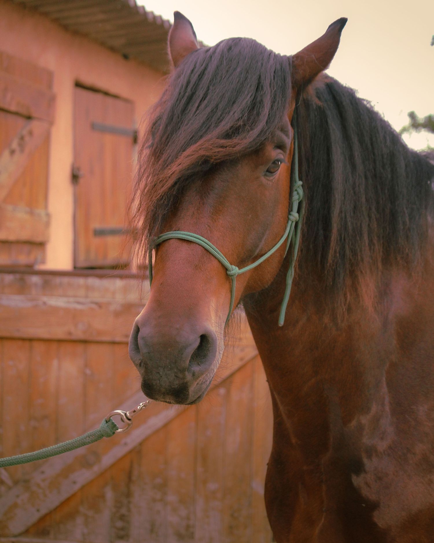 phot d'un cheval race pure