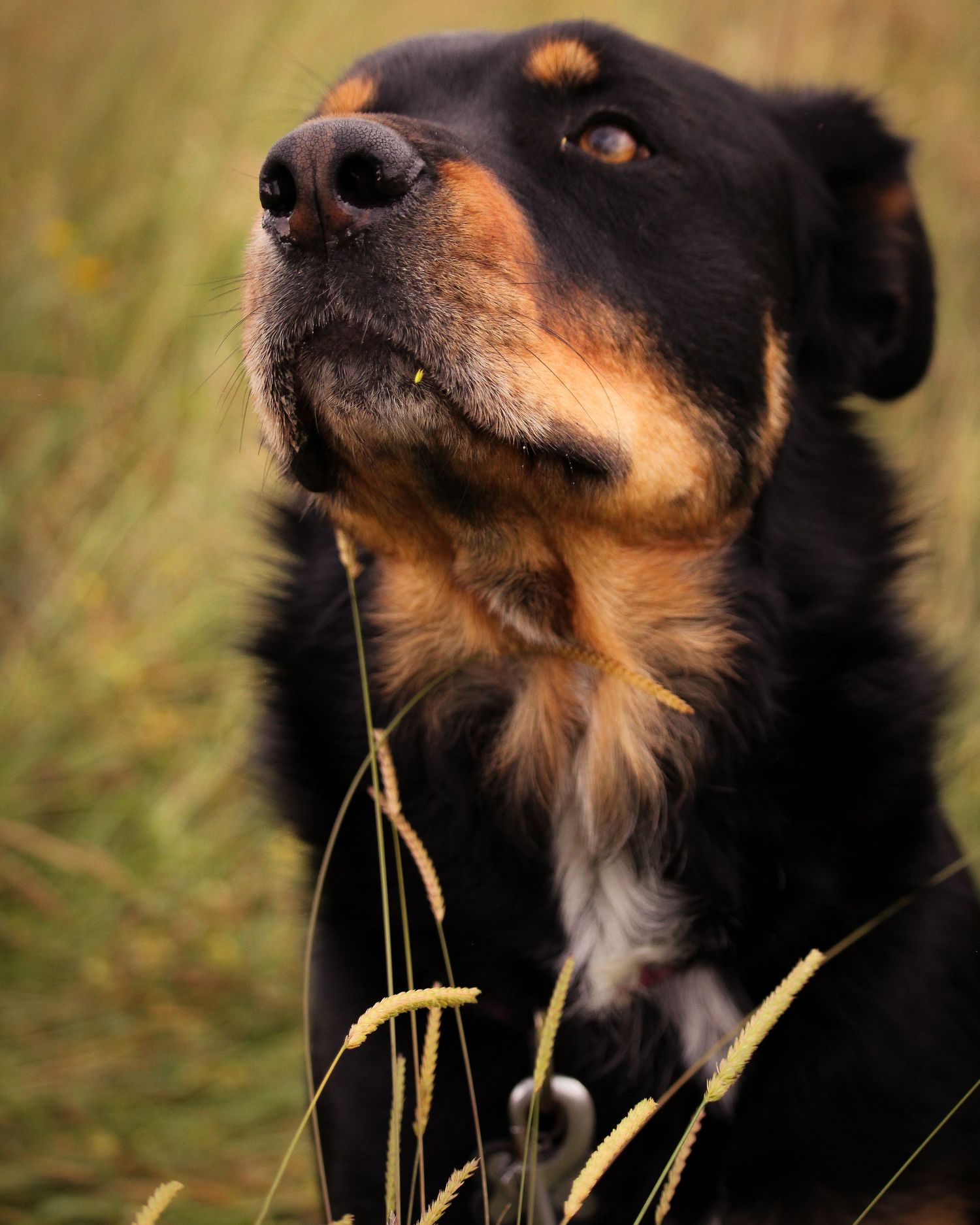 photoshoot canin animalier chien
