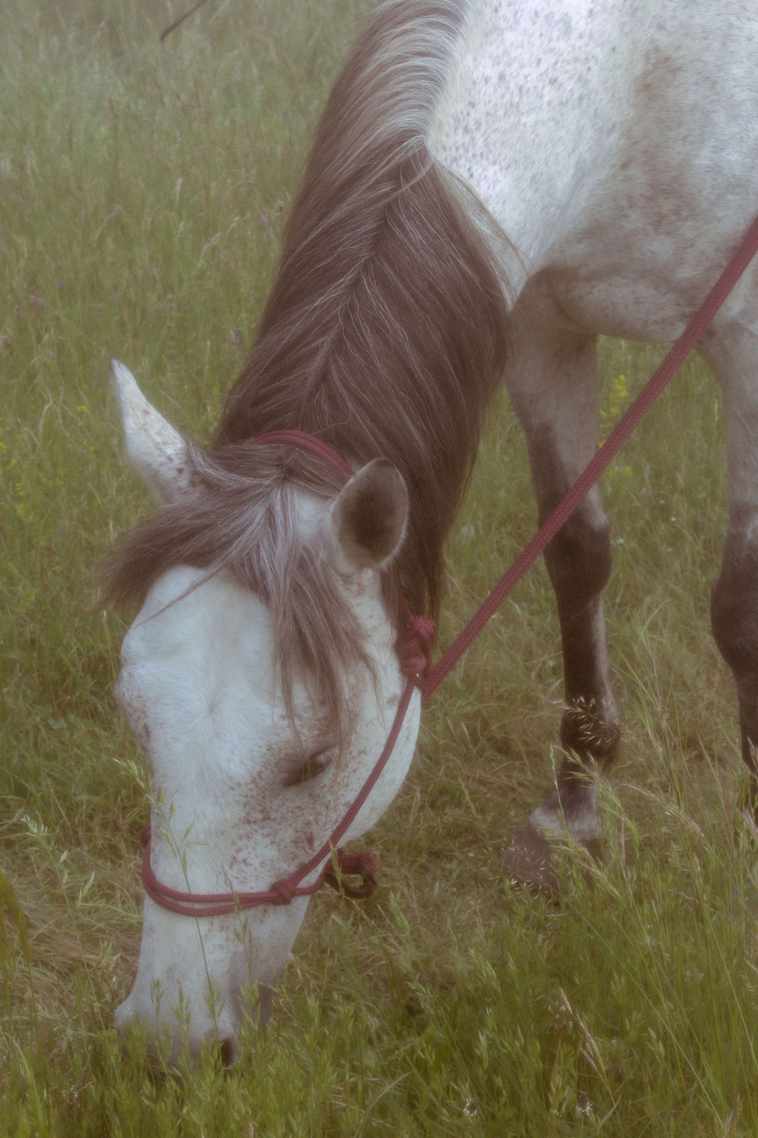 Femme sur son cheval ambiance féérique lumière naturelle à nice