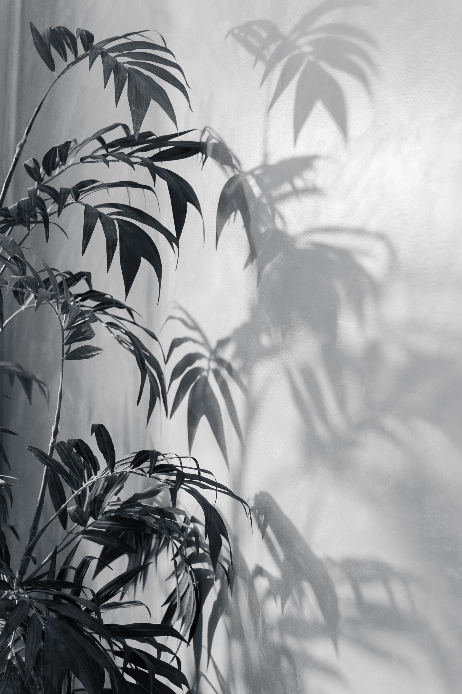 Bamboo leaves cast dramatic shadows on a white wall in black and white monochromatic style.