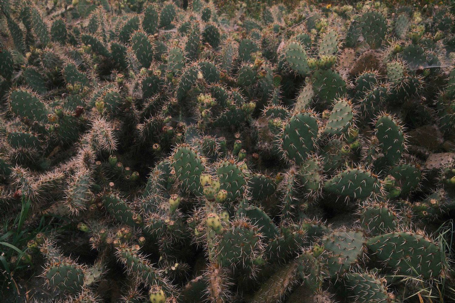 Aerial view of dense evergreen forest with sunlight filtering through branches creating a natural pattern.