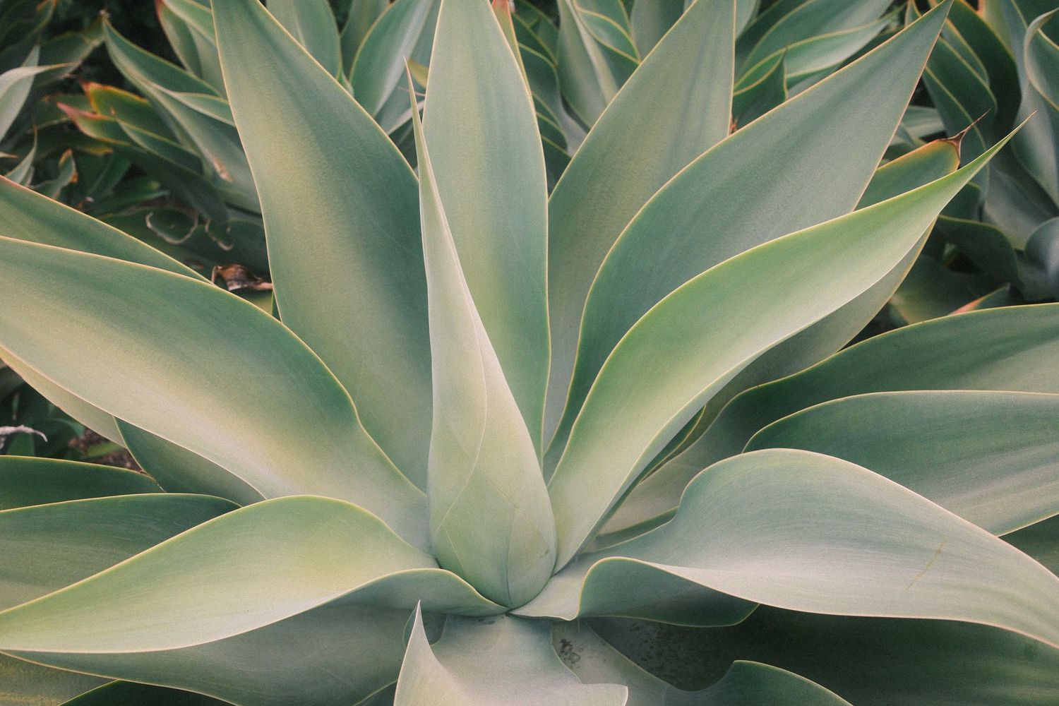 Close-up view of a large agave plant with thick, pale green leaves arranged in a symmetrical rosette pattern.