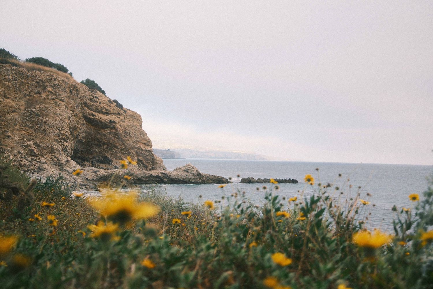 Yellow wildflowers bloom along a rocky coastal cliff overlooking a tranquil ocean bay at sunset.