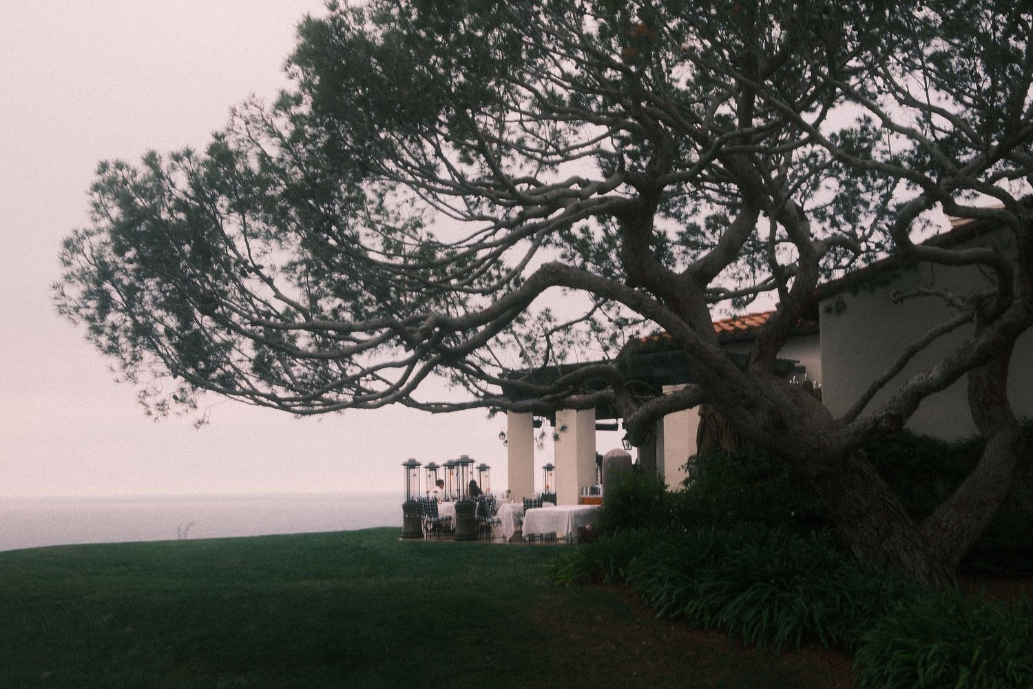 A panoramic series of silhouetted trees against a misty sky at dusk creates a moody natural landscape.