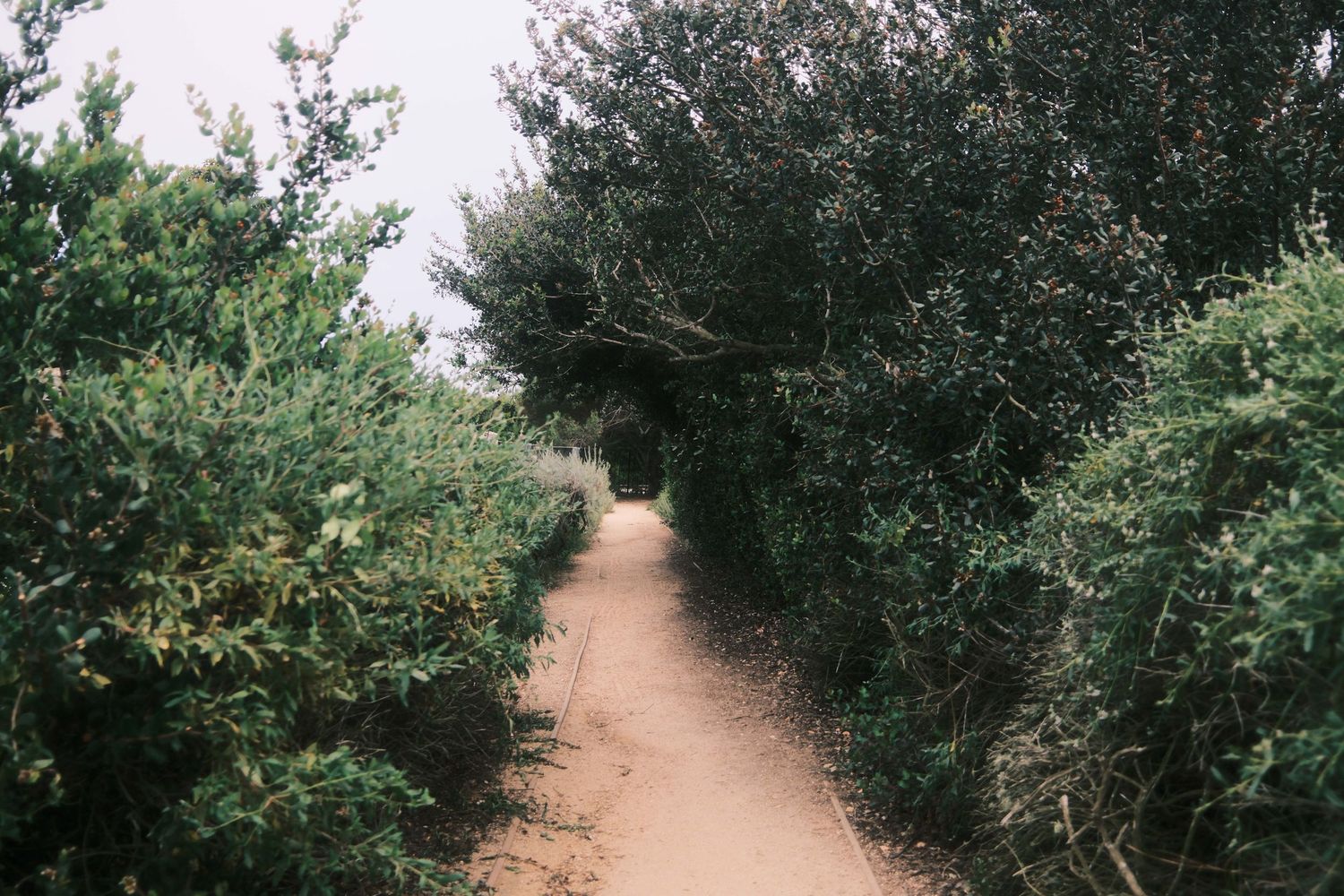 A narrow dirt path winds through dense green shrubs and trees creating a natural tunnel effect.
