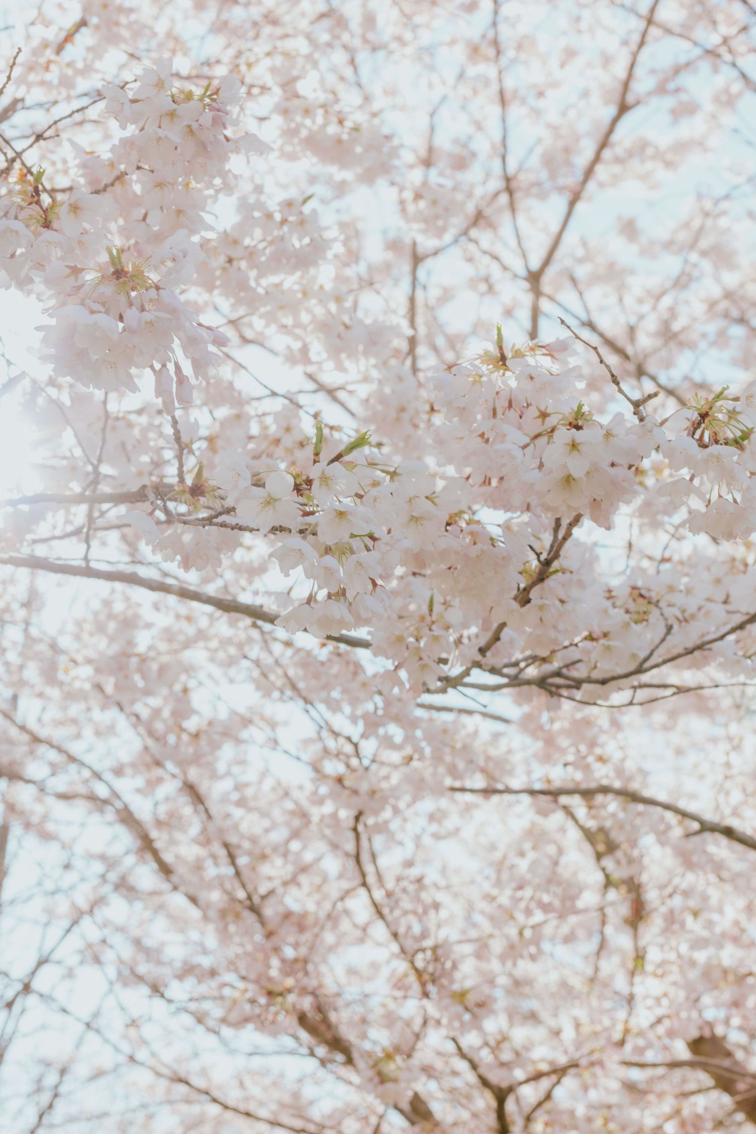 Cherry Blossoms