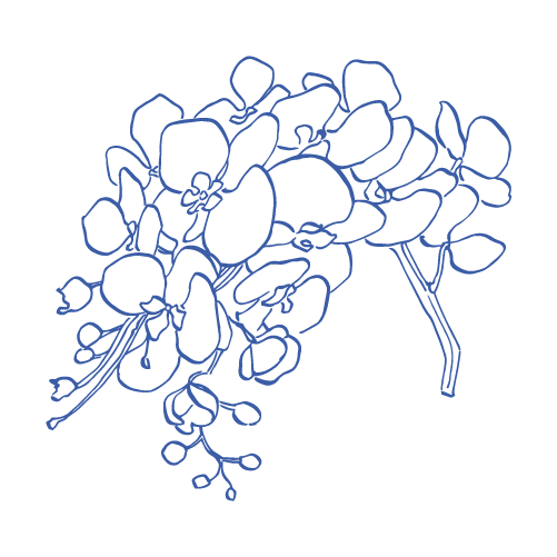 Delicate blue line drawing of orchid flowers with graceful stems and blooms arranged in a horizontal pattern.