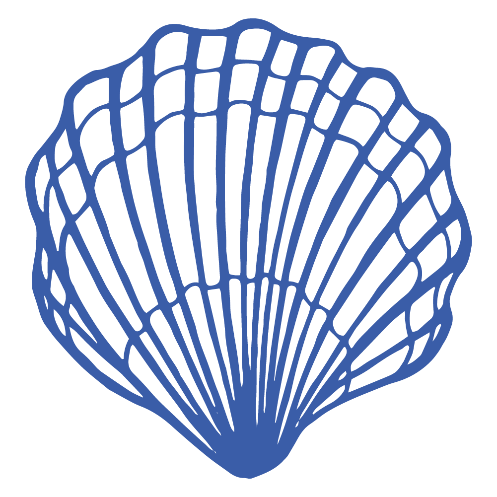 Series of blue seashell illustrations showing different angles and perspectives.