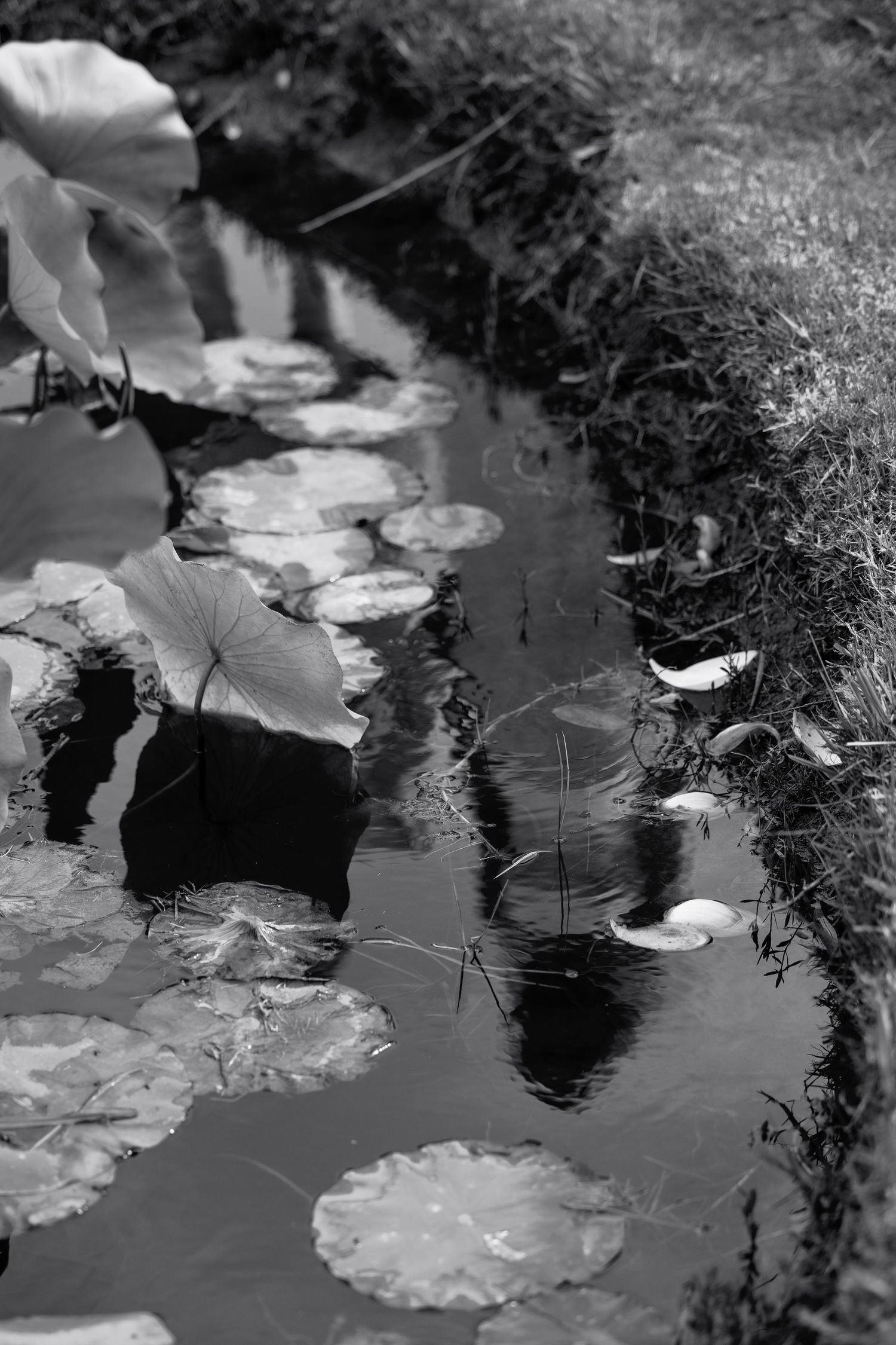 Black and white photo of lily pads floating on a calm pond with grassy banks and reflections in the water.