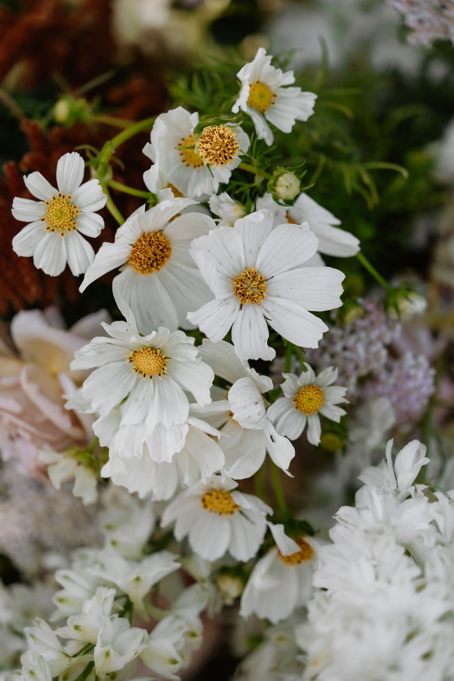 Close-up view of delicate white cosmos flowers with yellow centers blooming in a garden setting.