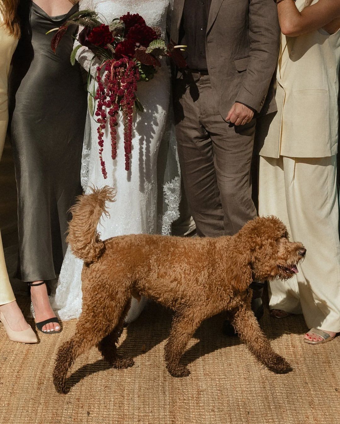 A brown goldendoodle dog walking across a carpeted floor at what appears to be a formal event.