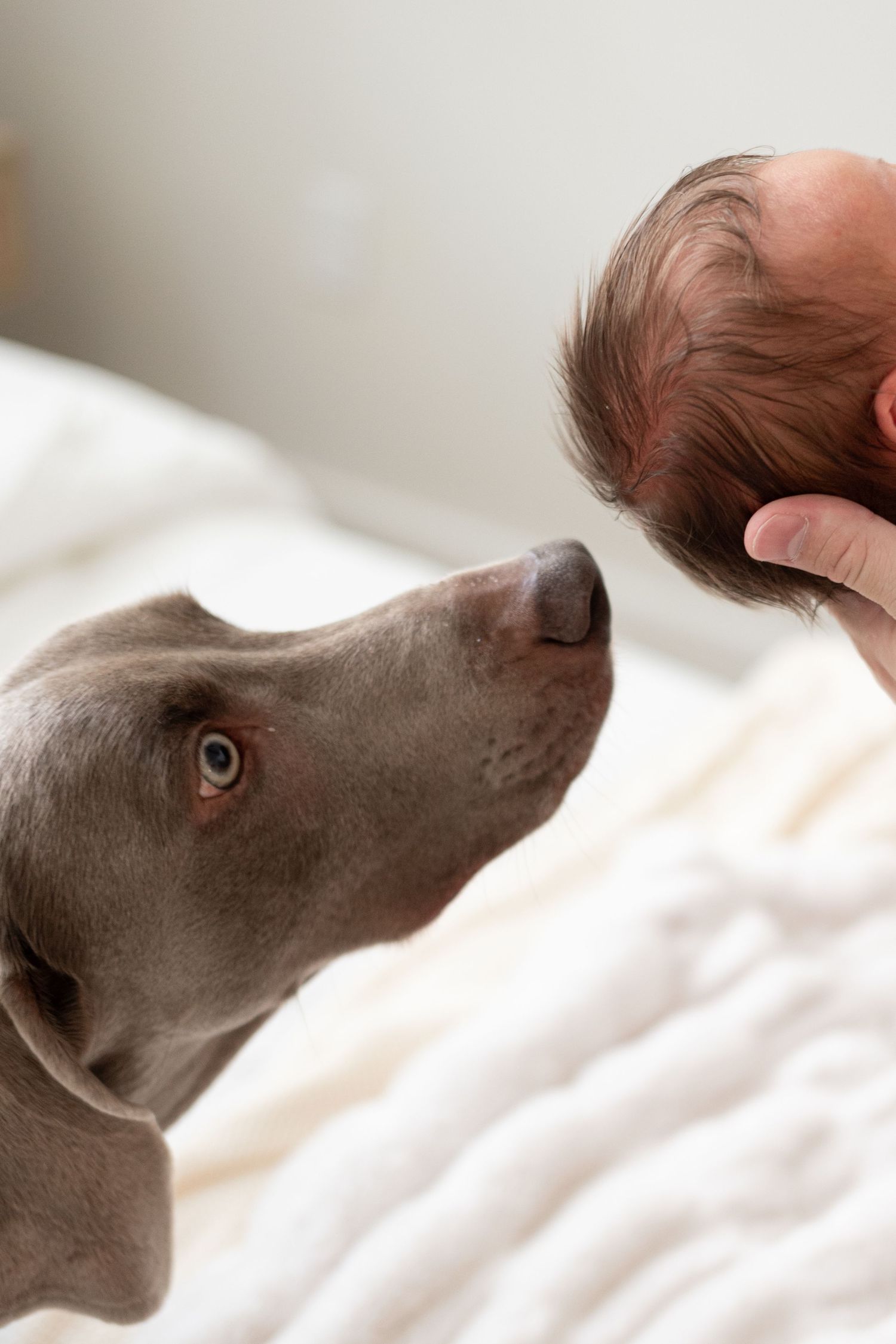 A Weimaraner dog curiously sniffs a newborn baby held by an adult hand on a white bed.